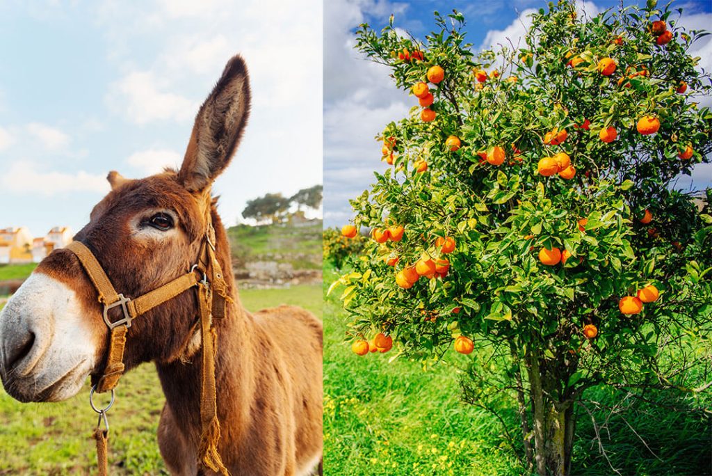 Can Donkeys Eat Oranges