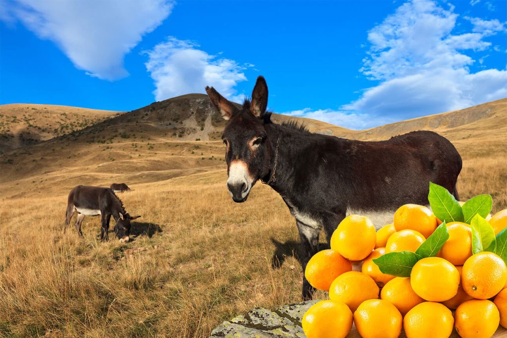 Can Donkeys Eat Oranges A Concise Guide on Donkey Diet