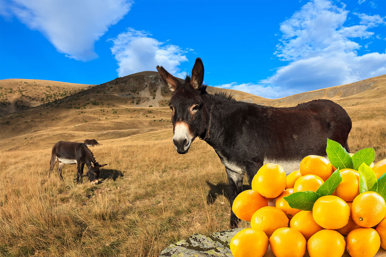 Can Donkeys Eat Oranges? A Concise Guide on Donkey Diet
