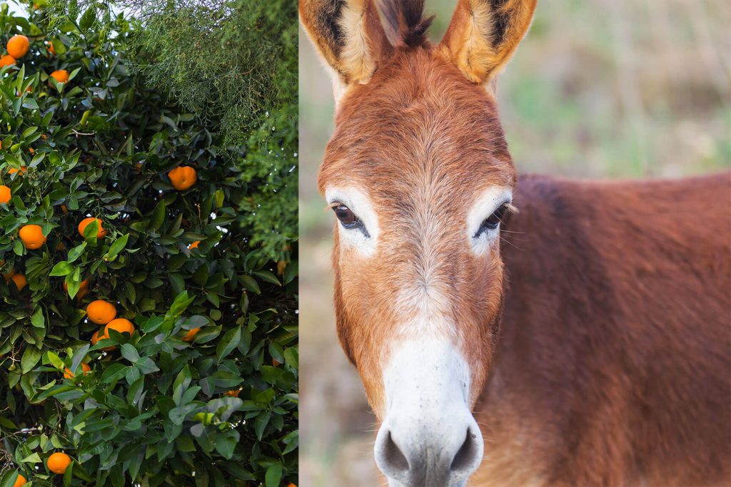 Can Donkeys Eat Oranges So Yummy