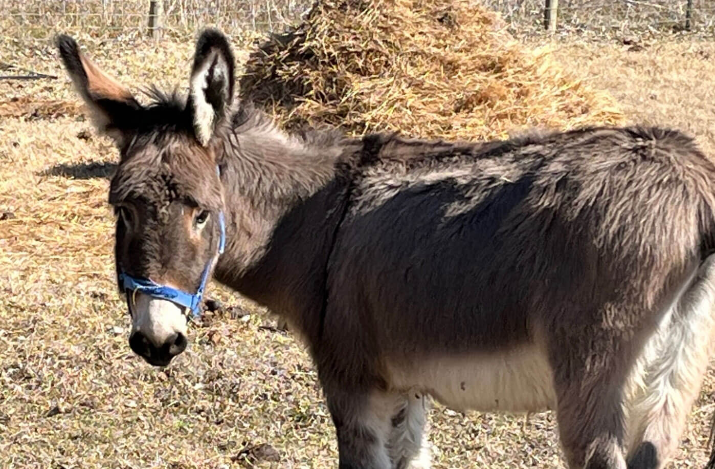 outdoorbackwoods_George_The_Donkey_Eats_Celery